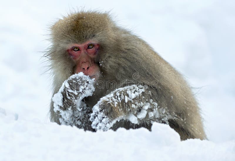 Nomes de Macacos - Nomes Científicos e Ideias de Nomes Para Macacos