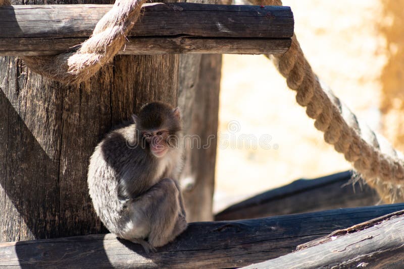 Macaco japon?s no jardim zool?gico triste pensativo algo que tra?a imagem de stock royalty free Macaco japon?s no jardim zool?gico triste pensativo algo que tra?a imagem de stock royalty free