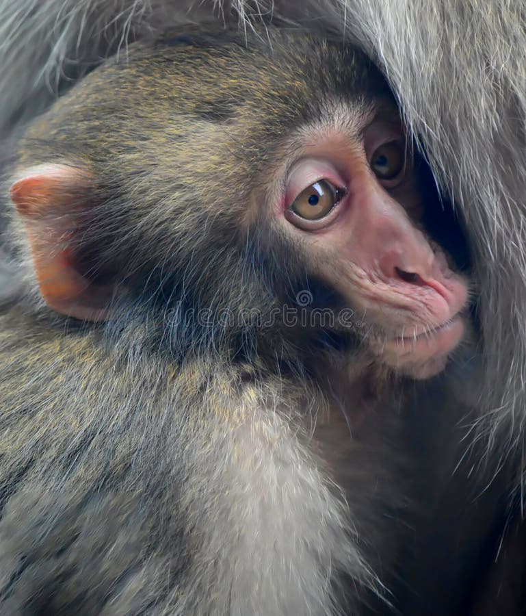 Macaco-japonês-bebê, macaco-da-neve fotos de stock