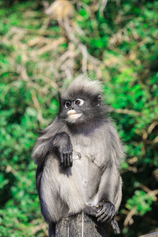 Macacos engraçados imagem de stock. Imagem de quente - 69068295