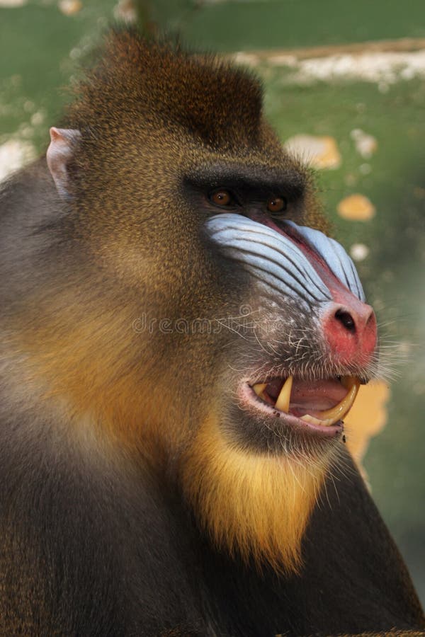 Foto de Macacos Fofos e mais fotos de stock de Animal selvagem - Animal  selvagem, Ano do Macaco, Fofo - Descrição Geral - iStock