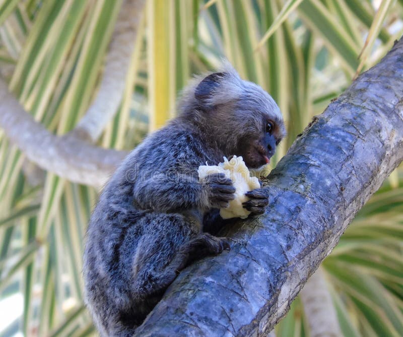 Macaco Sagui comendo banana Stock Photo