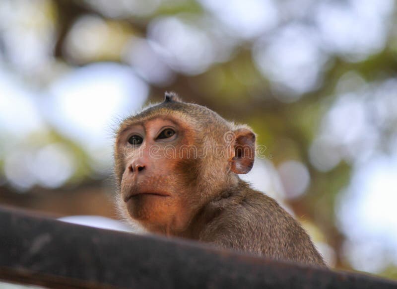 Fundo Macaco Branco Comendo Um Pedaço De Pão Fundo, Uma Criança Macaco  Mostrando A Língua, Foto Fotografia Hd, Cabeça Imagem de plano de fundo  para download gratuito