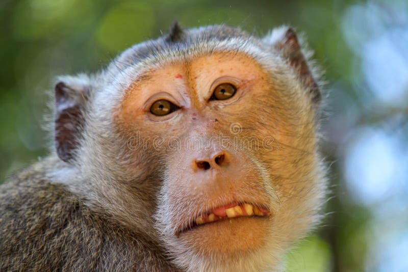 Fundo Macaco Branco Comendo Um Pedaço De Pão Fundo, Uma Criança Macaco  Mostrando A Língua, Foto Fotografia Hd, Cabeça Imagem de plano de fundo  para download gratuito