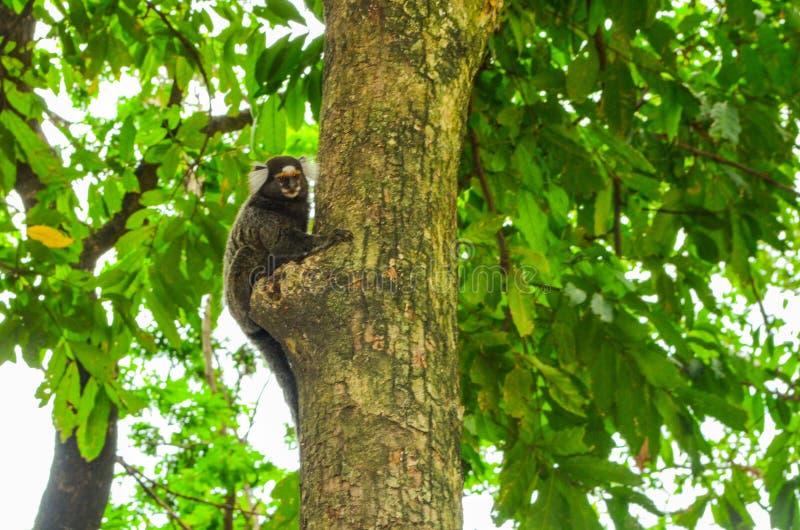 Macaco sagui em estado selvagem no rio de janeiro brasil