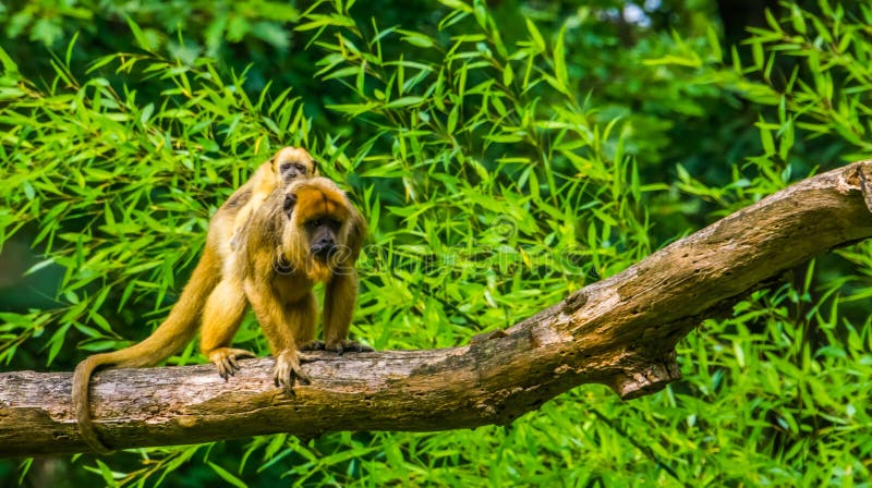 Macaco-mãe uivador de ouro carregando seu bebê nas costas, Primate com bebê, espécie animal tropical da América