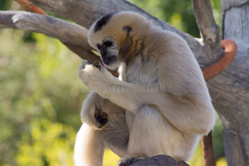 Macaco branco albino imagem de stock. Imagem de marrom - 290616153