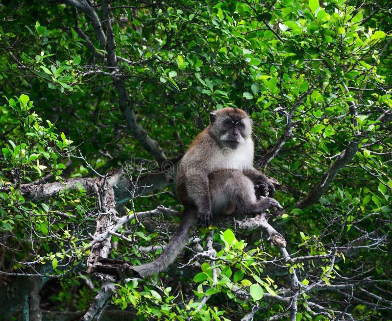 Macaco na floresta profunda fotos de stock Macaco na floresta profunda fotos de stock