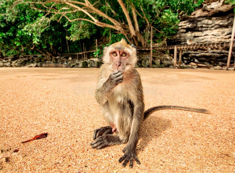 Macacos engraçados foto de stock. Imagem de tailândia - 58005822