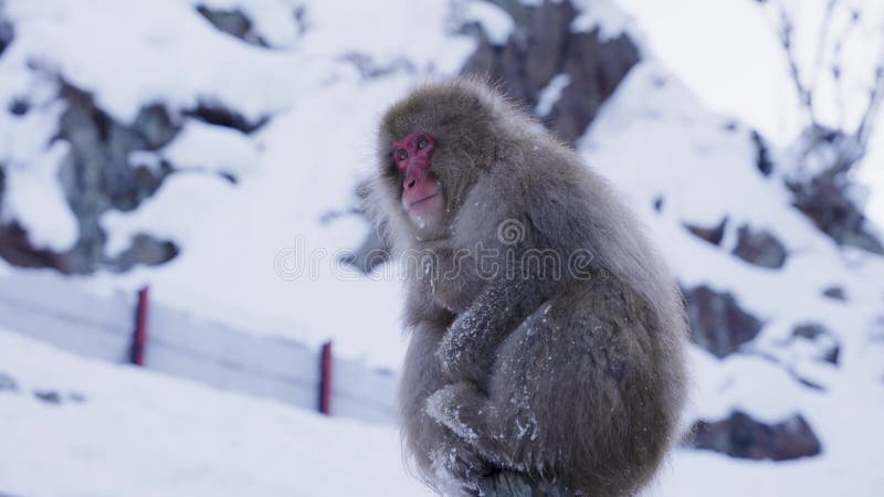 Macaco nihonzaru japonés en la nieve cerca de la cara almacen de video