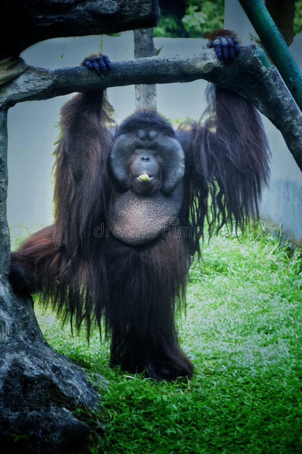 Macaco Chimpanzé Em Jejum No Zoológico Foto Royalty Free, Gravuras, Imagens  e Banco de fotografias. Image 107142000