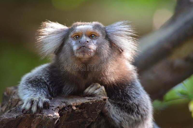 Macaco do sagui de Mico foto de stock. Imagem de pequeno - 27630008