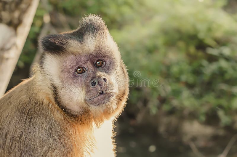 Macaco Prego Стоковое Изображение. Изображение Насчитывающей.