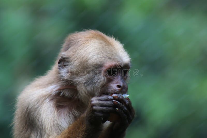 Mamíferos: Macaco-prego-de-peito-branco (Cebus albifrons)