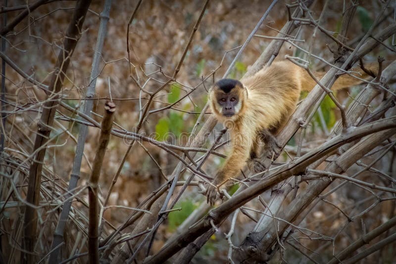 Macaco prego de crista hi-res stock photography and images - Alamy