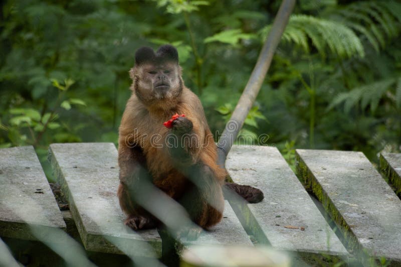Chimpanzé No Centro De Resgate De Macacos Do Mundo Dos Macacos Na  Inglaterra Dorsal Imagem de Stock - Imagem de grama, macaco: 239336051