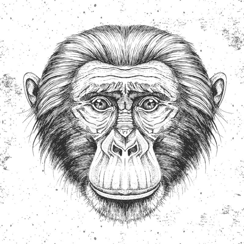 Desenho de Macaco-prego para colorir