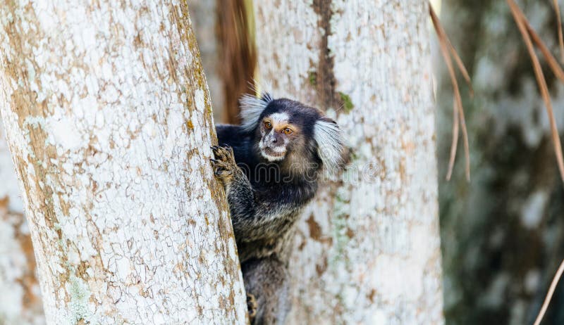 Macacos Fofos Na Montanha Dos Macacos No Condado De Lingshui, Hainan Imagem  Grátis_Foto Número 501671139_JPG Formato Imagem_