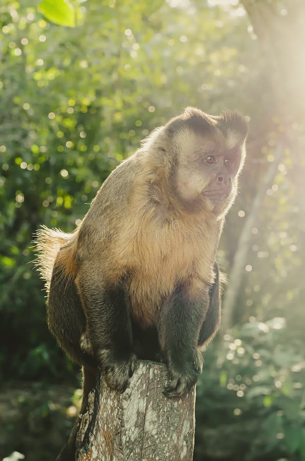 Macaco Prego - Sapajus gender - Mato Grosso - Brazil Stock Photo