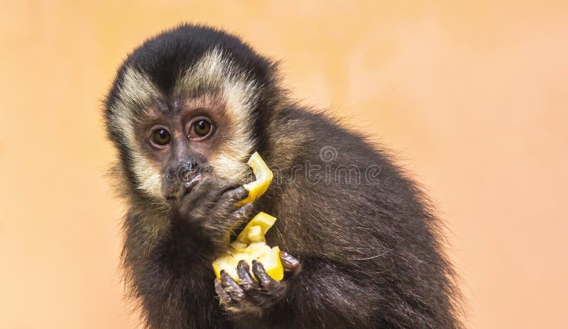 Macaco-prego na árvore sorrindo Stock Photo