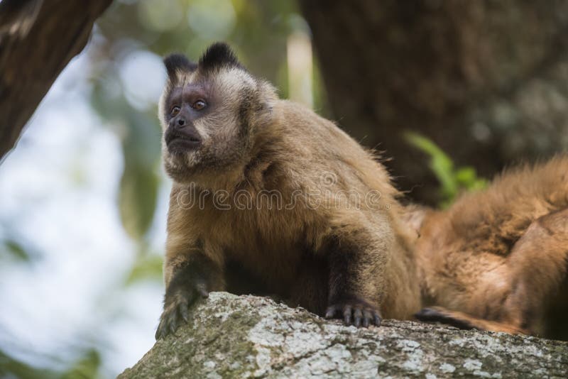 Fotos de Macaco prego marrom, Imagens de Macaco prego marrom sem royalties