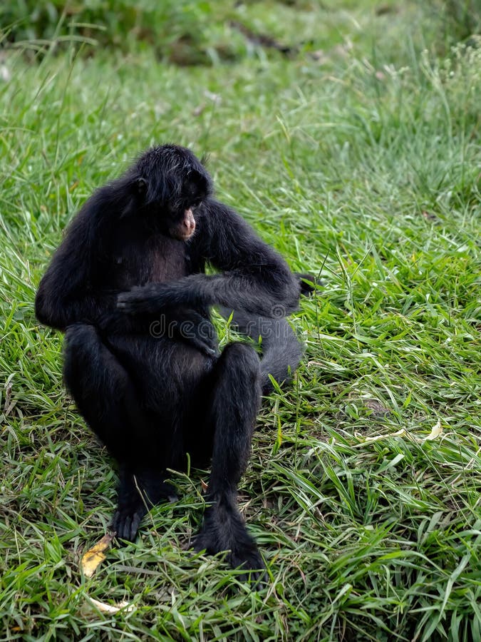 Macaco-aranha-preto-de-cara-preta Da Espécie Ateles Champek Foto