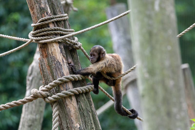 Auxiliadora Macaco prego 2016.