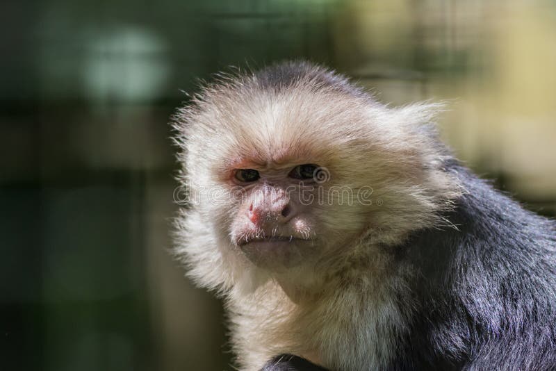 19,594 Fotos de Stock de Macaco Branco Da Cara - Fotos de Stock Gratuitas e  Sem Fidelização a partir da Dreamstime