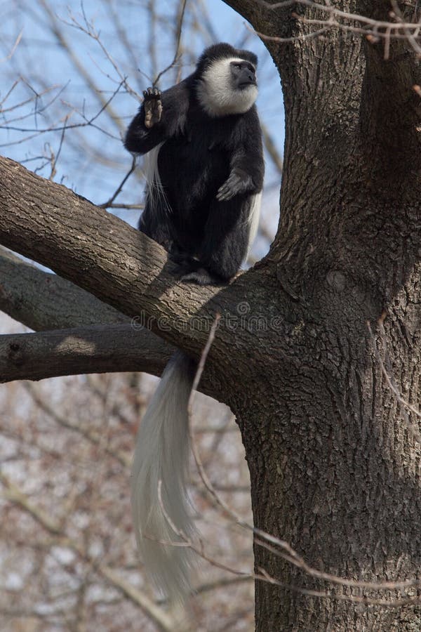 macaco branco e preto em close-up fotografia - puzzle online