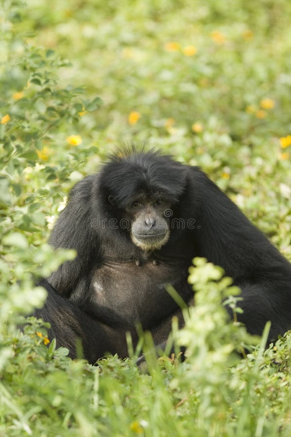 Foto Macaco branco e preto na grama verde durante o dia – Imagem