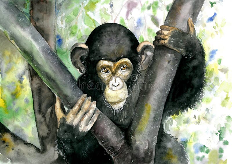 Ilustração Vetorial. Desenho Realista Desenhado à Mão De Um Orangotango  Macaco Ilustração do Vetor - Ilustração de selvagem, tatuagem: 219073056