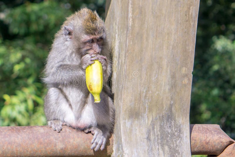 O jogo do macaco ke pega. Banana 