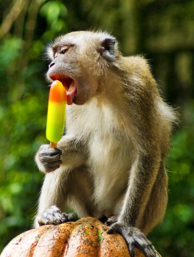 Macacos engraçados imagem de stock. Imagem de comer, quente - 66052971