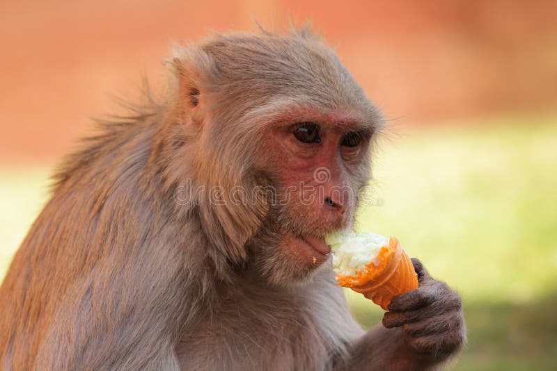 Macacos engraçados imagem de stock. Imagem de comer, quente - 66052971