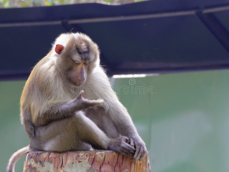 Macaco que espera sua menina fotos de stock royalty free Macaco que espera sua menina fotos de stock royalty free