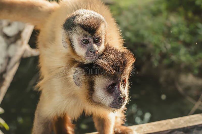 Fotos: Malaio leva macacos de estimação para jantar - 30/04/2015