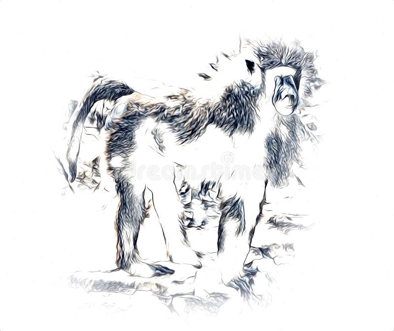 Retrato Realista De Um Macaco Adulto Em Fundo Branco Ilustração Stock -  Ilustração de desenho, multa: 289792362