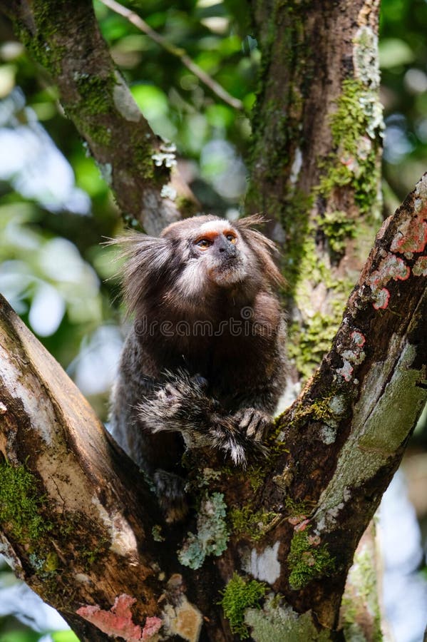 Macaco sagui em estado selvagem no rio de janeiro brasil