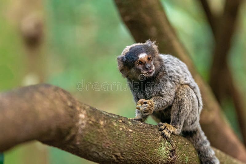 Macaco-sagui Numa árvore Na Natureza Imagem de Stock - Imagem de verde,  comum: 263090543