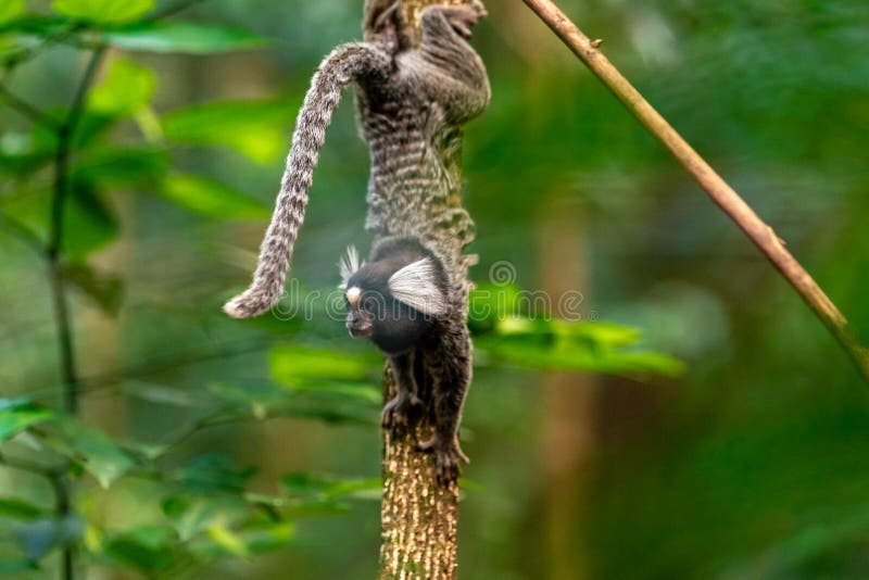 Macaco-sagui Numa árvore Na Natureza Imagem de Stock - Imagem de verde,  comum: 263090543