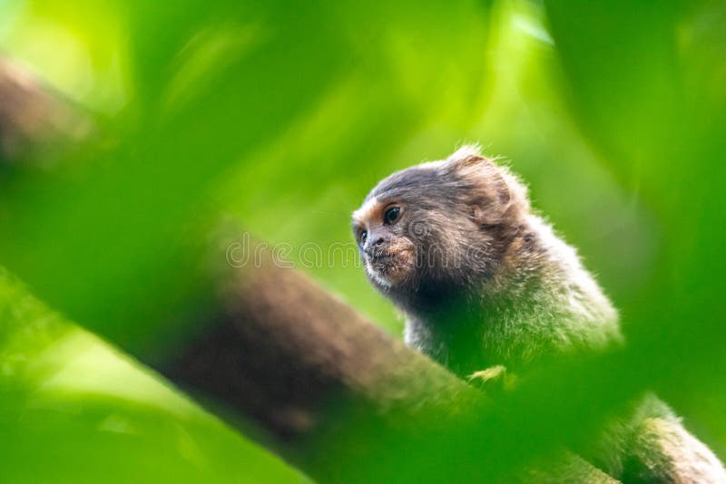 Macaco-sagui Numa árvore Na Natureza Imagem de Stock - Imagem de verde,  comum: 263090543