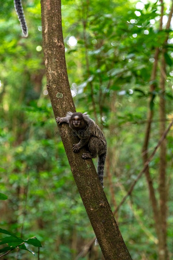 Macaco sagüi em uma árvore na natureza