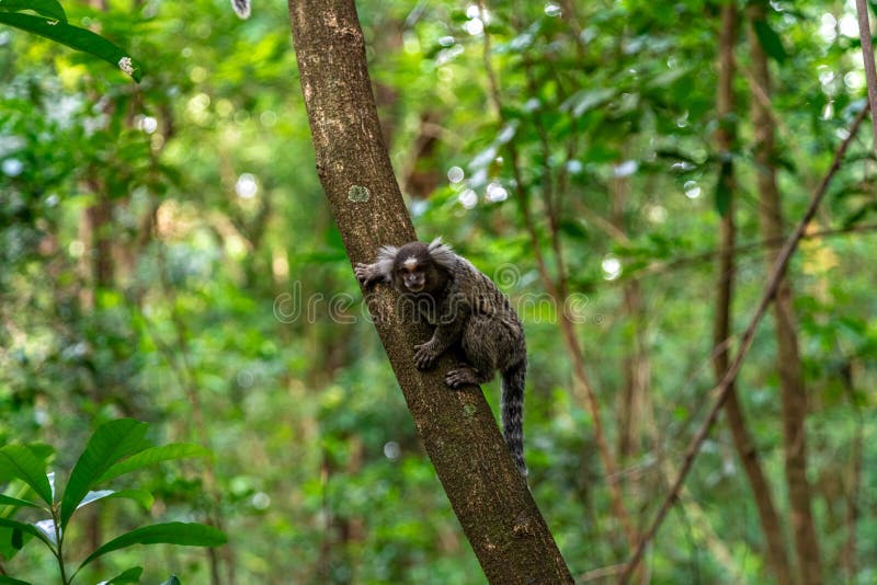 Macaco sagüi em uma árvore na natureza