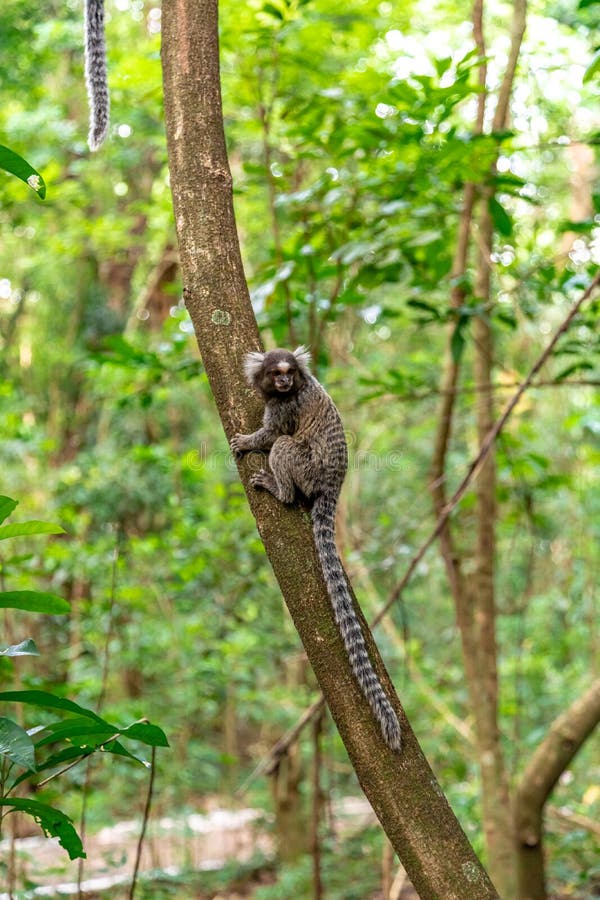 Macaco-sagui Numa árvore Na Natureza Imagem de Stock - Imagem de verde,  comum: 263090543