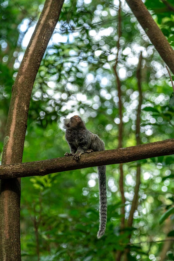 Macaco-sagui Numa árvore Na Natureza Imagem de Stock - Imagem de verde,  comum: 263090543