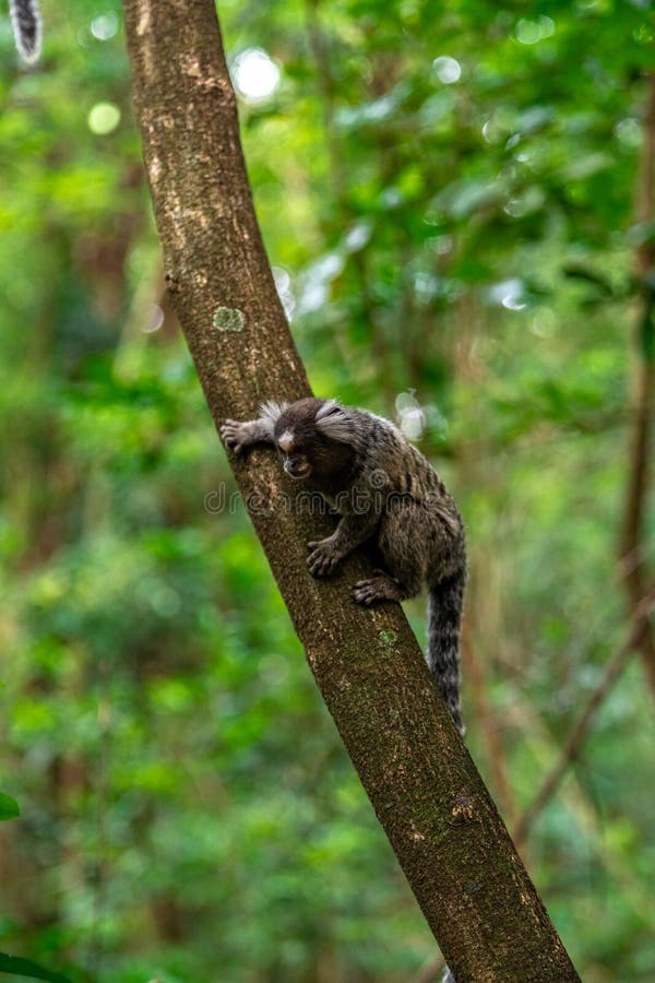 Macaco sagüi em uma árvore na natureza