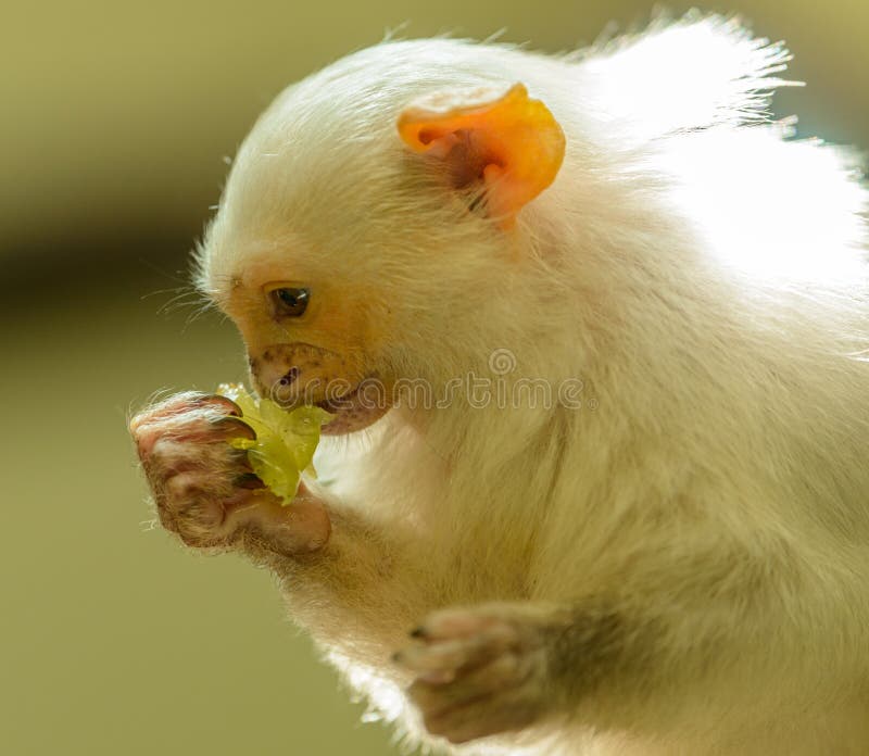 Macaco Sagui: Conhecendo a vida desse pequeno primata exótico - KitabPet