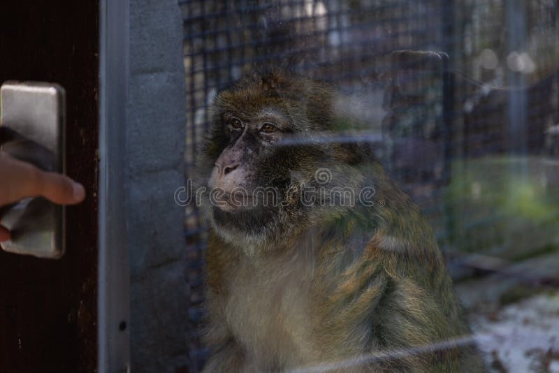 Lindo Macaco Fofo Gerado Por IA Foto Royalty Free, Gravuras, Imagens e  Banco de fotografias. Image 212089653