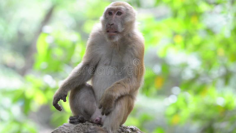 Chimpanzé Macaco Na Floresta. Cena De Vida Selvagem Da Natureza. Imagem e  Fotografia Gratuitas 199666484.