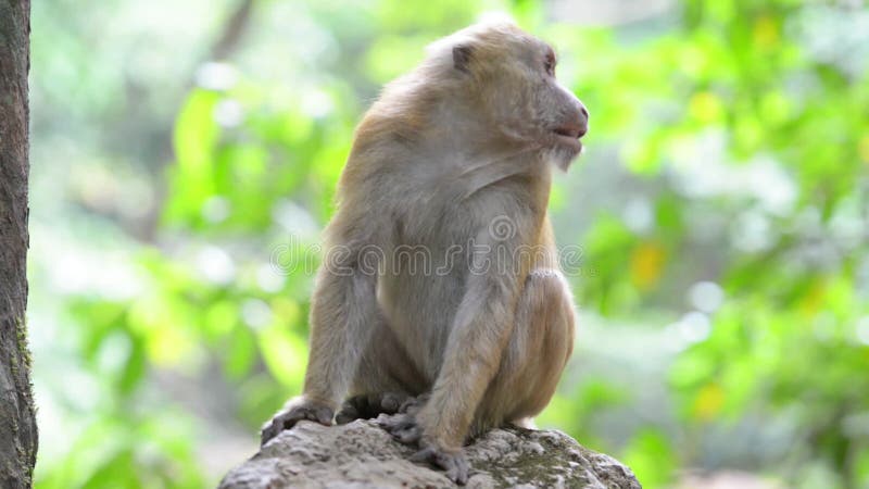 Foto de Chimpanzé Macaco Sentado Na Grama e mais fotos de stock de Animal -  Animal, Animal selvagem, Assistindo - iStock